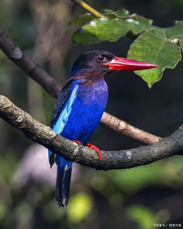 正规配资官网官网 翠鸟认证 钢铁如何申请回收成分声明认证？翠鸟认证是什么？
