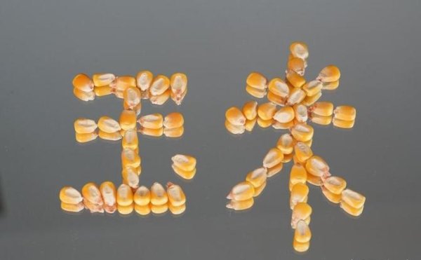 炒股杠杆配资 玉米正式步入上涨周期！2025年5月23日行情观察